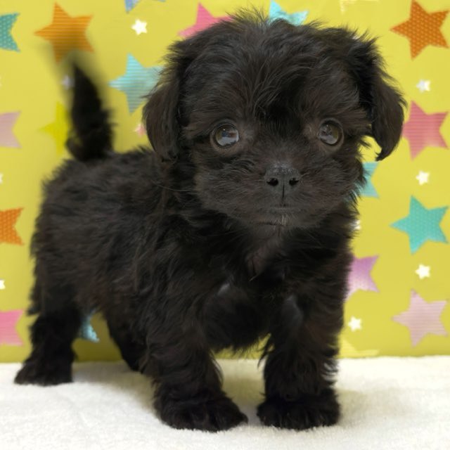 東京都のハーフ犬・ミックス犬 (かねだい足立店/2025年9月7日生まれ/女の子/ブラック)の子犬の2枚目の画像