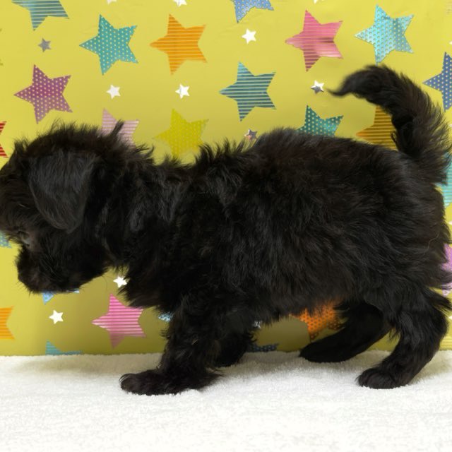 東京都のハーフ犬・ミックス犬 (かねだい足立店/2025年9月7日生まれ/女の子/ブラック)の子犬の4枚目の画像