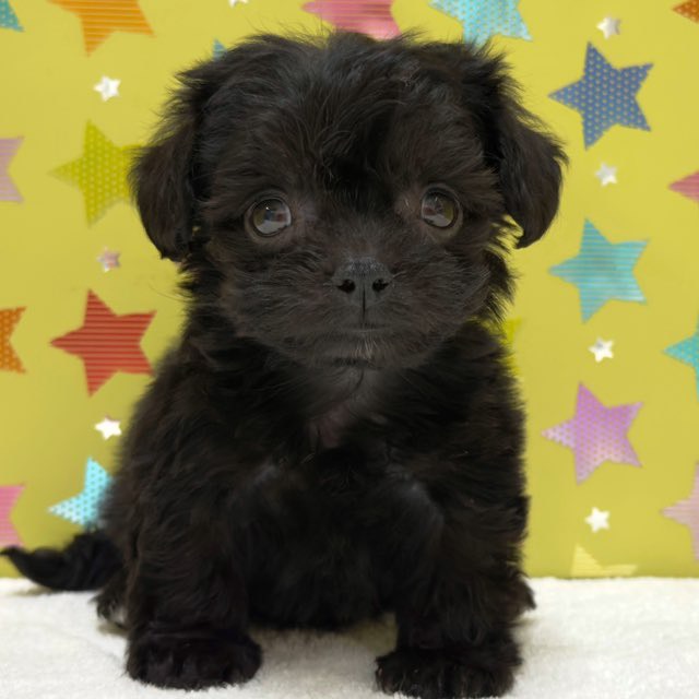 東京都のハーフ犬・ミックス犬 (かねだい足立店/2025年9月7日生まれ/女の子/ブラック)の子犬の3枚目の画像