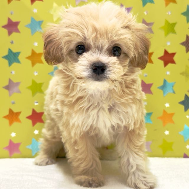 東京都のハーフ犬・ミックス犬 (かねだい足立店/2025年9月11日生まれ/男の子/その他色)の子犬の2枚目の画像