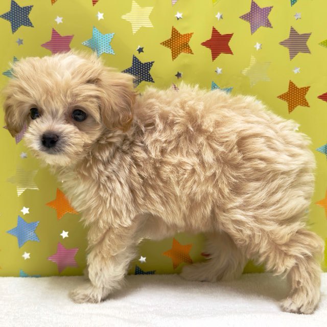 東京都のハーフ犬・ミックス犬 (かねだい足立店/2025年9月11日生まれ/男の子/その他色)の子犬の3枚目の画像