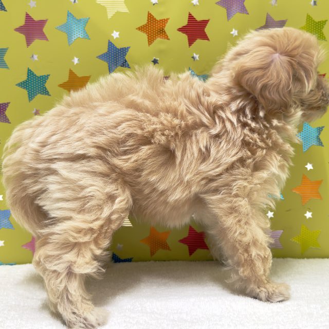 東京都のハーフ犬・ミックス犬 (かねだい足立店/2025年9月11日生まれ/男の子/その他色)の子犬の4枚目の画像