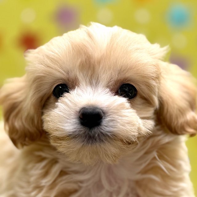 東京都のハーフ犬・ミックス犬 (かねだい足立店/2025年9月11日生まれ/男の子/その他色)の子犬の1枚目の画像