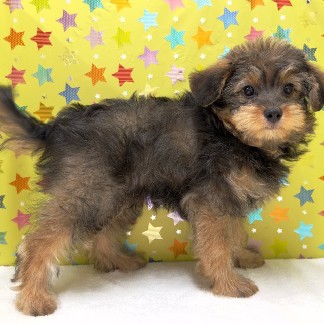 東京都のハーフ犬・ミックス犬 (かねだい足立店/2025年7月23日生まれ/男の子/フォーン)の子犬の2枚目の画像