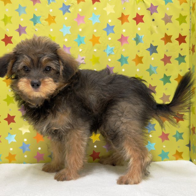 東京都のハーフ犬・ミックス犬 (かねだい足立店/2025年7月23日生まれ/男の子/フォーン)の子犬の3枚目の画像