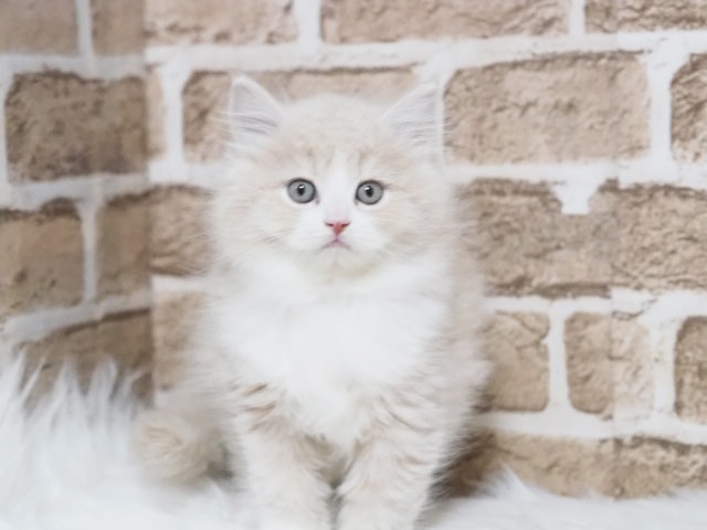 埼玉県のミヌエット (かねだい戸田店/2025年9月11日生まれ/男の子/クリームタビーホワイト)の子猫