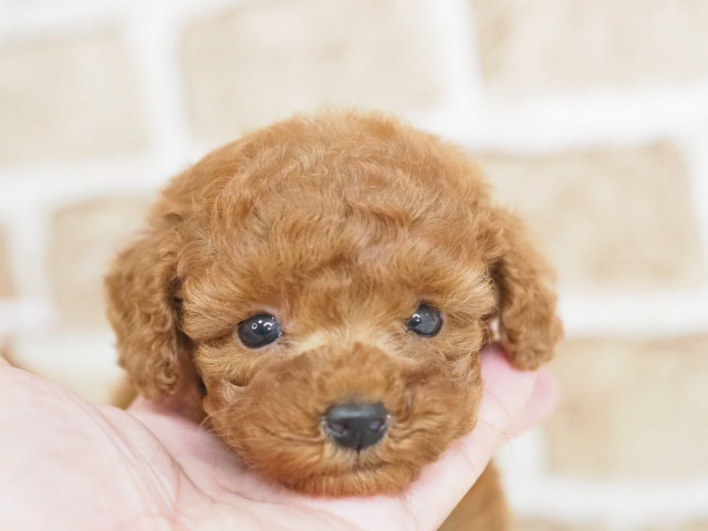 埼玉県のトイプードル(トイ) (かねだい戸田店/2025年9月14日生まれ/男の子/レッド)の子犬