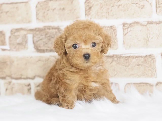 埼玉県のトイプードル(トイ) (かねだい戸田店/2025年9月12日生まれ/女の子/レッド)の子犬