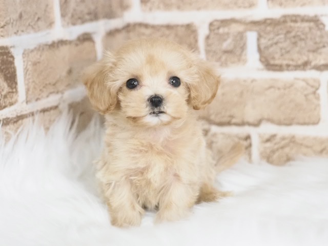 埼玉県のマルプー(マルチーズ×プードル) (かねだい戸田店/2025年9月12日生まれ/男の子/アプリコット)の子犬
