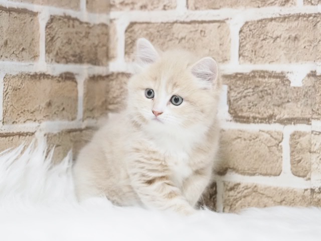 埼玉県のマンチカン (かねだい戸田店/2025年9月14日生まれ/男の子/クリームタビーホワイト)の子猫の1枚目の画像