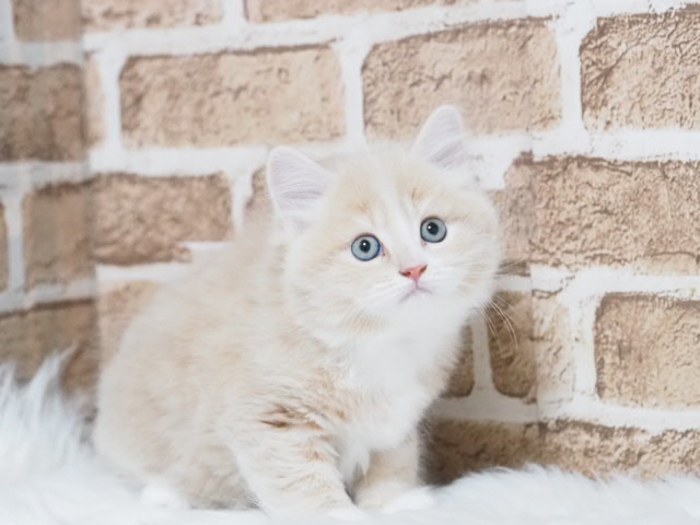 埼玉県のマンチカン (かねだい戸田店/2025年9月14日生まれ/男の子/クリームタビーホワイト)の子猫の2枚目の画像