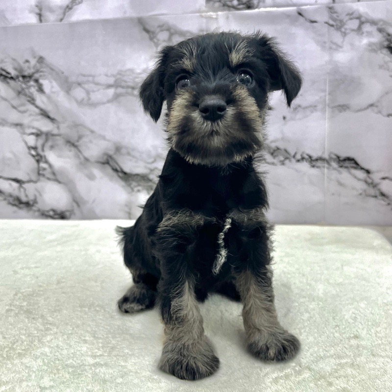 神奈川県のミニチュアシュナウザー (かねだい東戸塚店/2025年9月14日生まれ/女の子/ブラックシルバー)の子犬の1枚目の画像