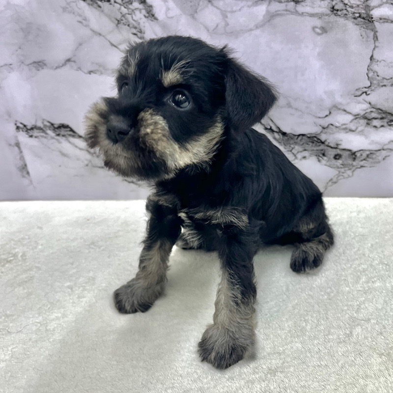 神奈川県のミニチュアシュナウザー (かねだい東戸塚店/2025年9月14日生まれ/女の子/ブラックシルバー)の子犬の2枚目の画像