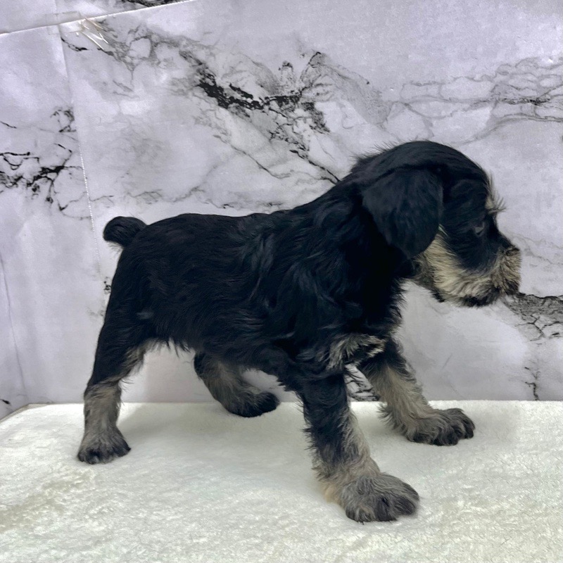 神奈川県のミニチュアシュナウザー (かねだい東戸塚店/2025年9月14日生まれ/女の子/ブラックシルバー)の子犬の3枚目の画像