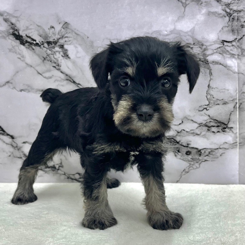 神奈川県のミニチュアシュナウザー (かねだい東戸塚店/2025年9月14日生まれ/女の子/ブラックシルバー)の子犬の4枚目の画像