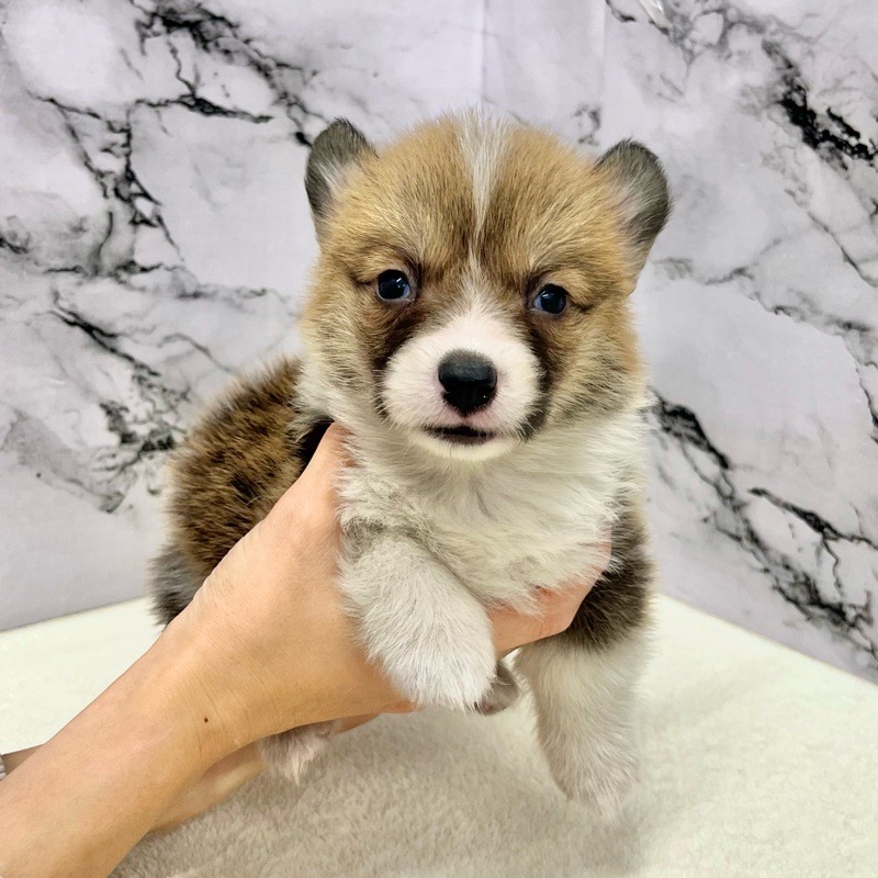 神奈川県のウェルシュコーギーペンブローク (かねだい東戸塚店/2025年9月14日生まれ/女の子/レッドホワイト)の子犬の1枚目の画像