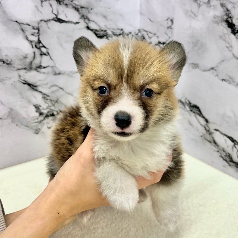 神奈川県のウェルシュコーギーペンブローク (かねだい東戸塚店/2025年9月14日生まれ/女の子/レッドホワイト)の子犬の2枚目の画像