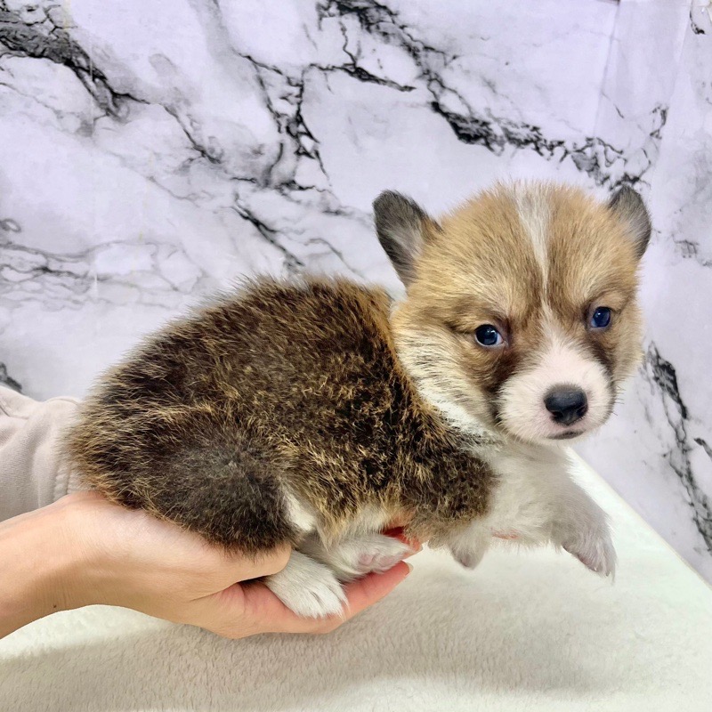 神奈川県のウェルシュコーギーペンブローク (かねだい東戸塚店/2025年9月14日生まれ/女の子/レッドホワイト)の子犬の3枚目の画像