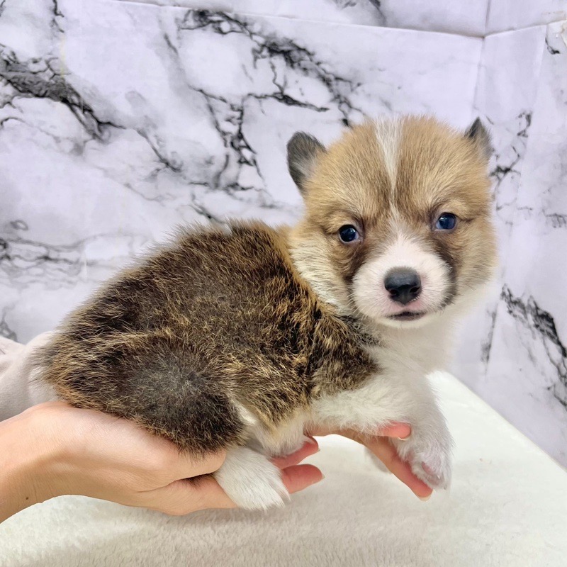 神奈川県のウェルシュコーギーペンブローク (かねだい東戸塚店/2025年9月14日生まれ/女の子/レッドホワイト)の子犬の4枚目の画像