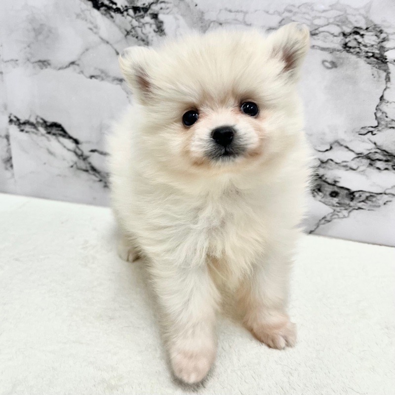 神奈川県のポメラニアン (かねだい東戸塚店/2025年9月13日生まれ/女の子/クリーム)の子犬の1枚目の画像