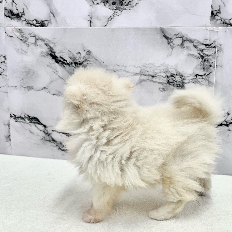 神奈川県のポメラニアン (かねだい東戸塚店/2025年9月13日生まれ/女の子/クリーム)の子犬の2枚目の画像