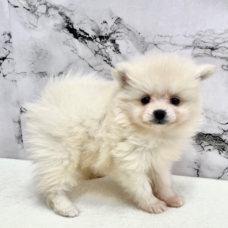 神奈川県のポメラニアン (かねだい東戸塚店/2025年9月13日生まれ/女の子/クリーム)の子犬の3枚目の画像