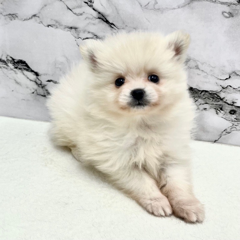 神奈川県のポメラニアン (かねだい東戸塚店/2025年9月13日生まれ/女の子/クリーム)の子犬の4枚目の画像