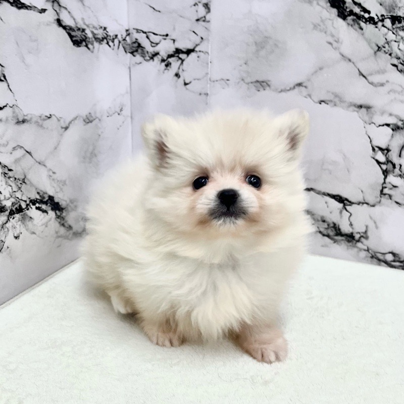 がちょん　ポメラニアン柄 価格の安い◾️ポメラニアン♀【動画あり】明るさと落ち着きを兼ね備え