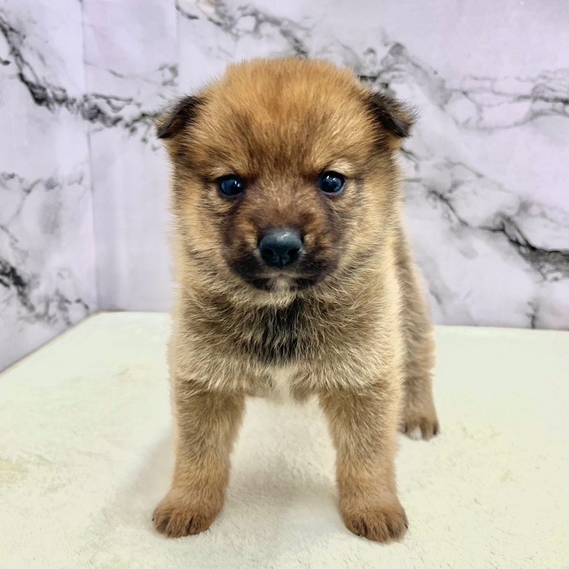 神奈川県のポメ柴/豆ポメ/ポメ豆柴(ポメラニアン×柴犬) (かねだい東戸塚店/2025年9月13日生まれ/男の子/レッド)の子犬の1枚目の画像