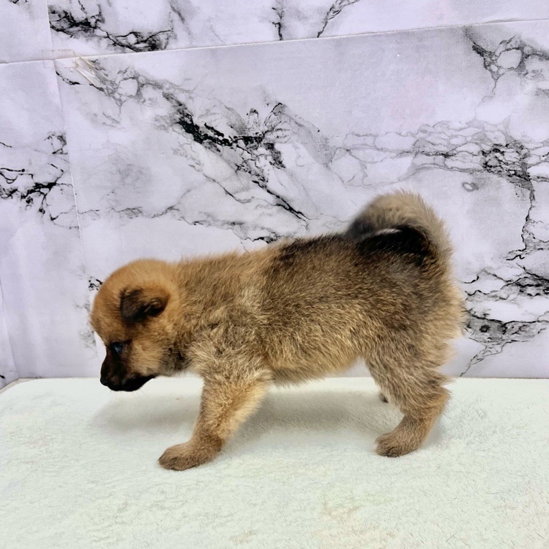 神奈川県のポメ柴/豆ポメ/ポメ豆柴(ポメラニアン×柴犬) (かねだい東戸塚店/2025年9月13日生まれ/男の子/レッド)の子犬の2枚目の画像