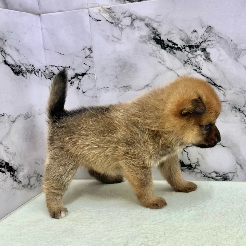 神奈川県のポメ柴/豆ポメ/ポメ豆柴(ポメラニアン×柴犬) (かねだい東戸塚店/2025年9月13日生まれ/男の子/レッド)の子犬の3枚目の画像