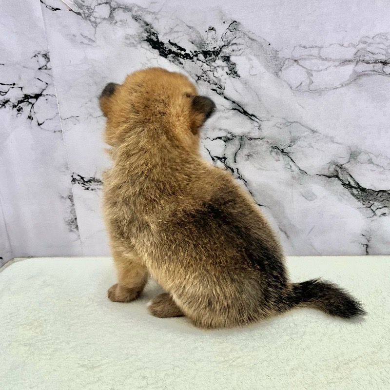 神奈川県のポメ柴/豆ポメ/ポメ豆柴(ポメラニアン×柴犬) (かねだい東戸塚店/2025年9月13日生まれ/男の子/レッド)の子犬の4枚目の画像