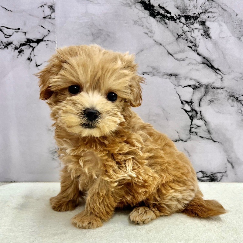 神奈川県のマルプー(マルチーズ×プードル) (かねだい東戸塚店/2025年9月13日生まれ/女の子/アプリコット)の子犬の1枚目の画像