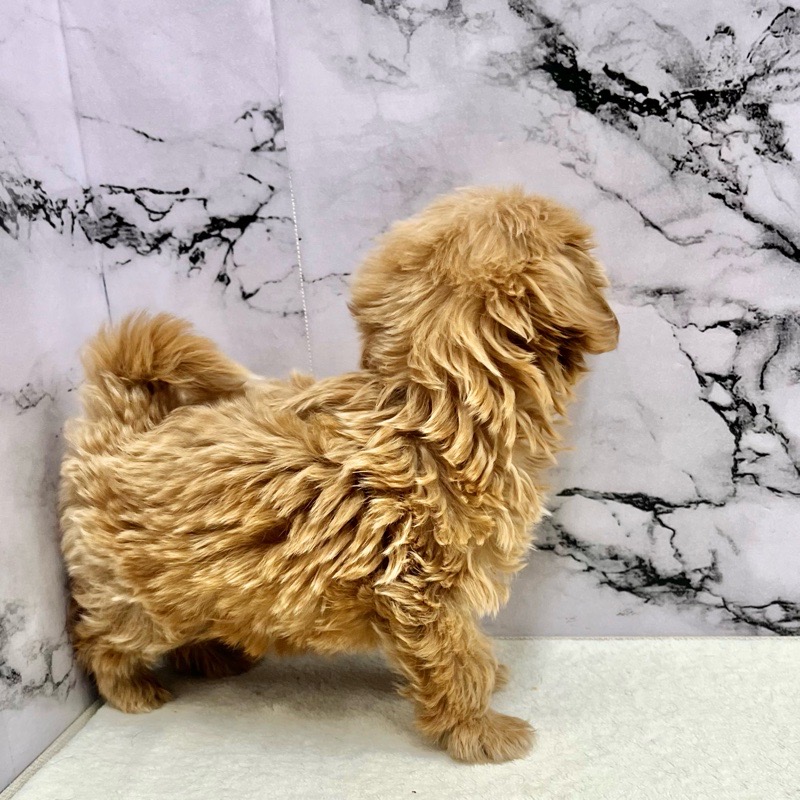 神奈川県のマルプー(マルチーズ×プードル) (かねだい東戸塚店/2025年9月13日生まれ/女の子/アプリコット)の子犬の2枚目の画像