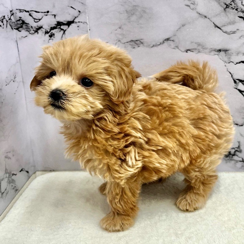 神奈川県のマルプー(マルチーズ×プードル) (かねだい東戸塚店/2025年9月13日生まれ/女の子/アプリコット)の子犬の3枚目の画像