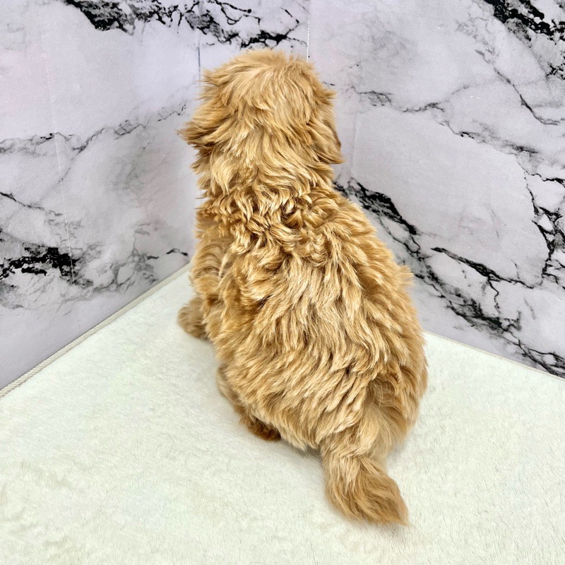 神奈川県のマルプー(マルチーズ×プードル) (かねだい東戸塚店/2025年9月13日生まれ/女の子/アプリコット)の子犬の4枚目の画像