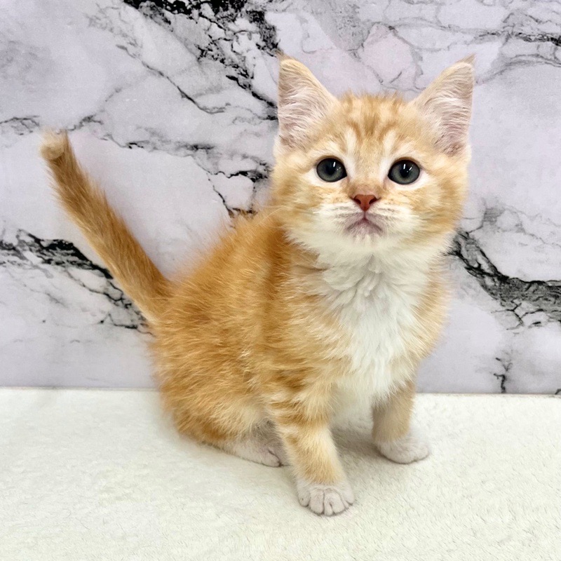 神奈川県のマンチカン (かねだい東戸塚店/2025年9月13日生まれ/男の子/レッドタビー)の子猫の1枚目の画像