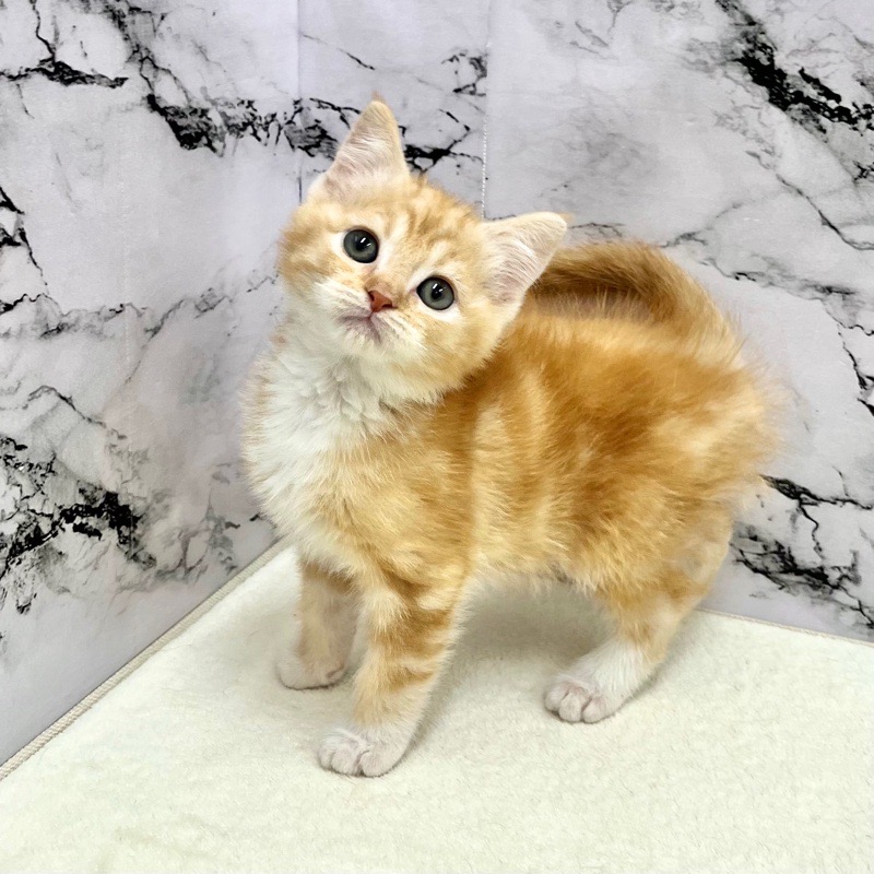 神奈川県のマンチカン (かねだい東戸塚店/2025年9月13日生まれ/男の子/レッドタビー)の子猫の3枚目の画像