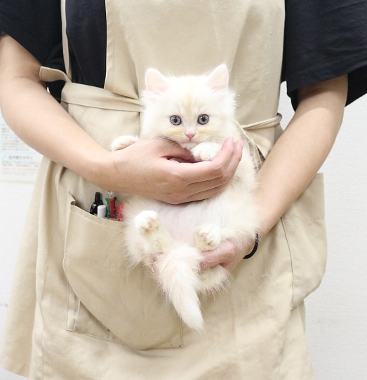 神奈川県のミヌエット (かねだい伊勢原店/2025年9月10日生まれ/男の子/クリームタビーホワイト)の子猫