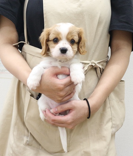 神奈川県のキャバリアキングチャールズスパニエル (かねだい伊勢原店/2025年9月13日生まれ/女の子/ブレンハイム)の子犬