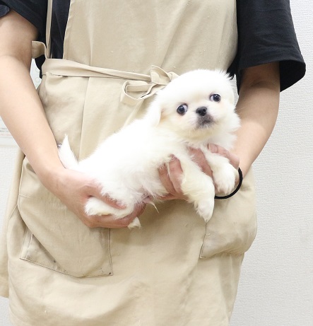神奈川県のペキニーズ (かねだい伊勢原店/2025年9月13日生まれ/男の子/ホワイト)の子犬