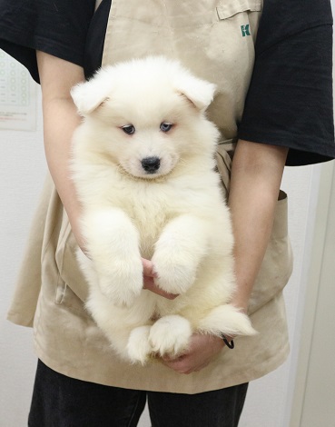 神奈川県のサモエド (かねだい伊勢原店/2025年9月13日生まれ/女の子/ホワイト)の子犬
