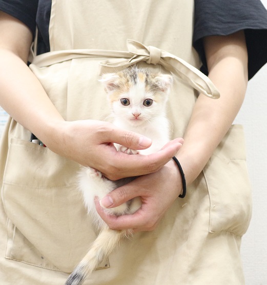 神奈川県のスコティッシュフォールド (かねだい伊勢原店/2025年9月10日生まれ/女の子/キャリコバン)の子猫