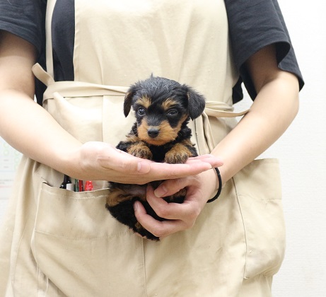 神奈川県のMIX犬（トイプードル×ミニチュアピンシャー） (かねだい伊勢原店/2025年9月13日生まれ/女の子/ブラックタン)の子犬