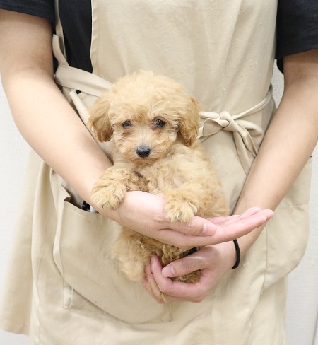 神奈川県のトイプードル(トイ) (かねだい伊勢原店/2025年9月13日生まれ/女の子/アプリコット)の子犬