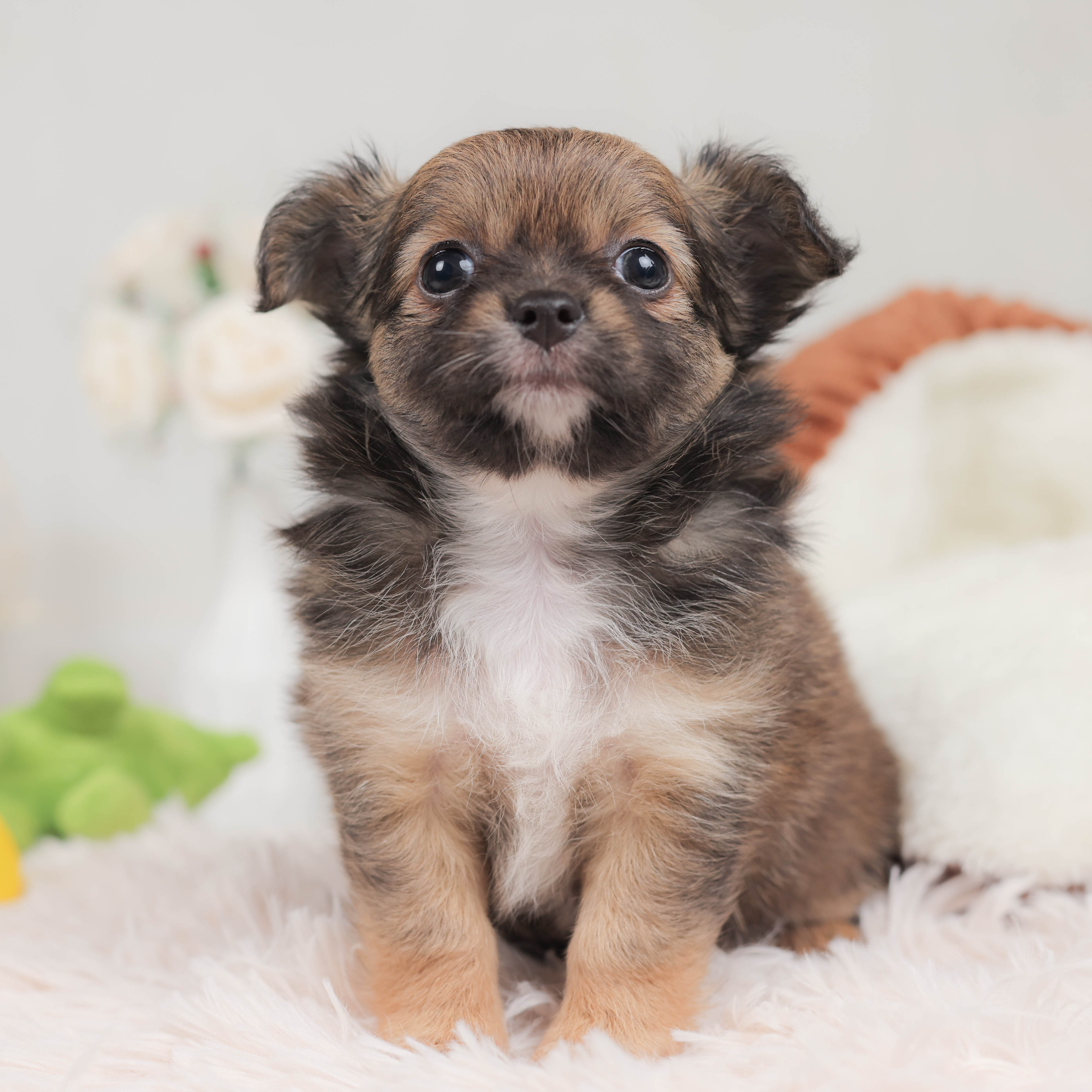 価格の安いチワワ ロング 株式会社かねだい