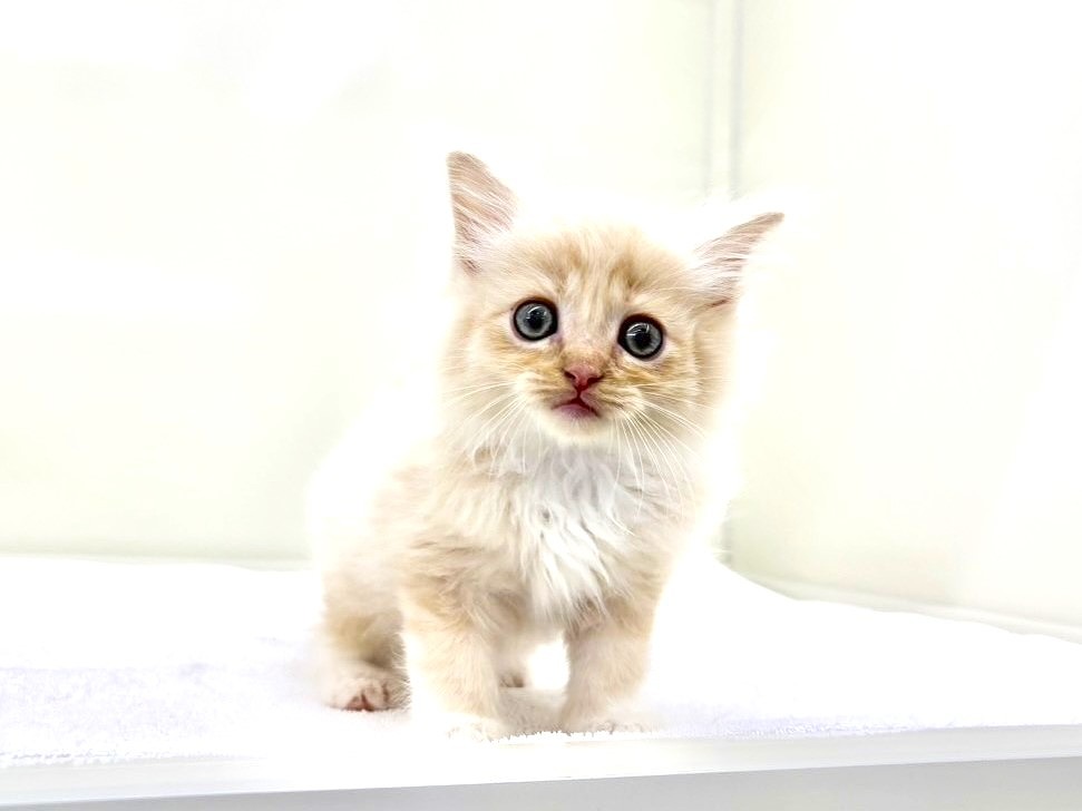 東京都のハーフ猫・ミックス猫 (かねだい本町田店/2025年9月14日生まれ/男の子/クリームタビー)の子猫の1枚目の画像