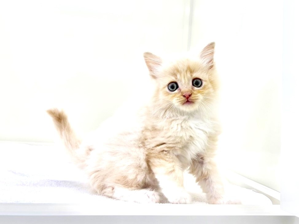 東京都のハーフ猫・ミックス猫 (かねだい本町田店/2025年9月14日生まれ/男の子/クリームタビー)の子猫の2枚目の画像