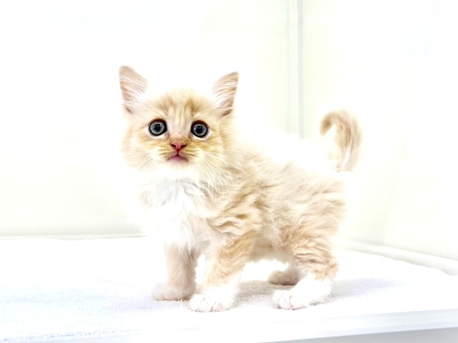 東京都のハーフ猫・ミックス猫 (かねだい本町田店/2025年9月14日生まれ/男の子/クリームタビー)の子猫の3枚目の画像