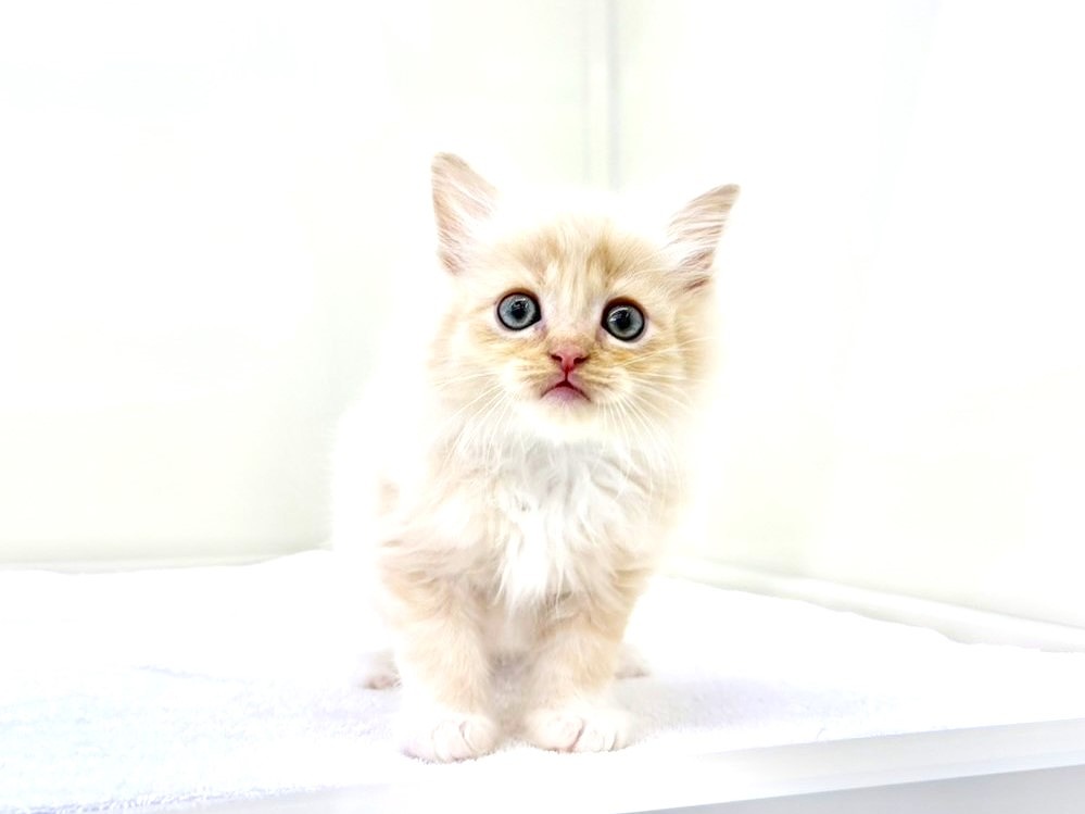 東京都のハーフ猫・ミックス猫 (かねだい本町田店/2025年9月14日生まれ/男の子/クリームタビー)の子猫の4枚目の画像